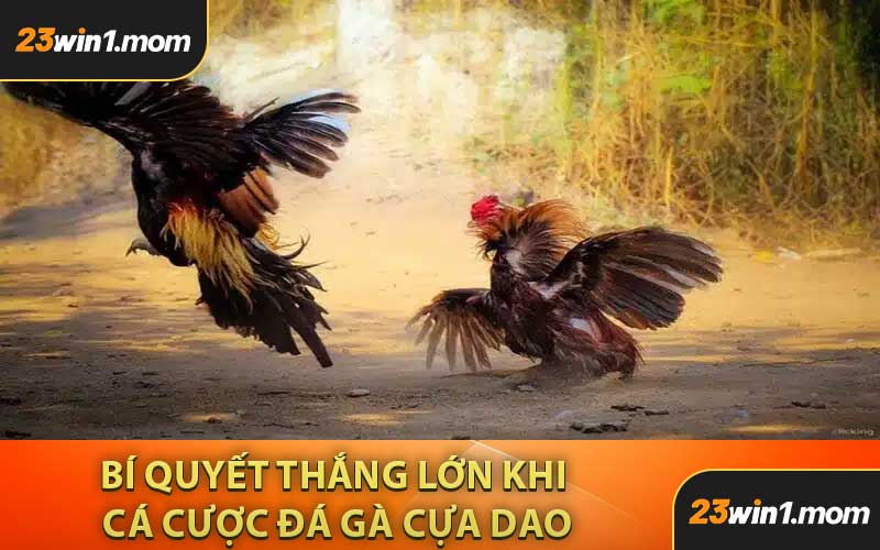 Bí Quyết Thắng Lớn Khi Vào Tiền Cược Đá Gà Cựa Dao