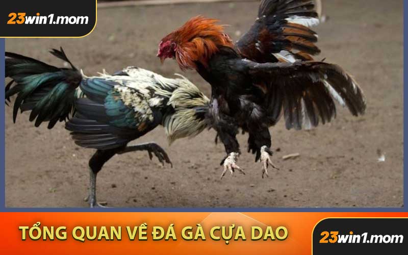 Tổng Quan Về Đá Gà Cựa Dao Tại 23WIN1