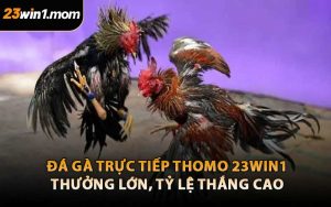 Đá Gà Trực Tiếp Thomo 23WIN1 – Thưởng Lớn, Tỷ Lệ Thắng Cao