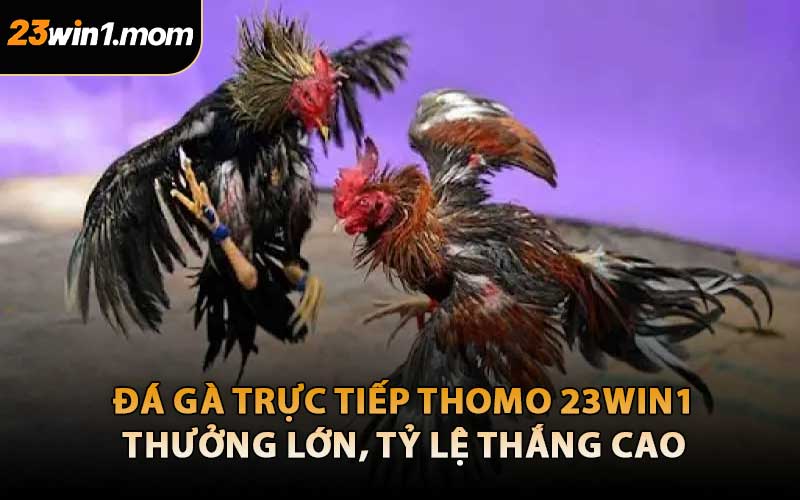 Đá Gà Trực Tiếp Thomo 23WIN1 – Thưởng Lớn, Tỷ Lệ Thắng Cao