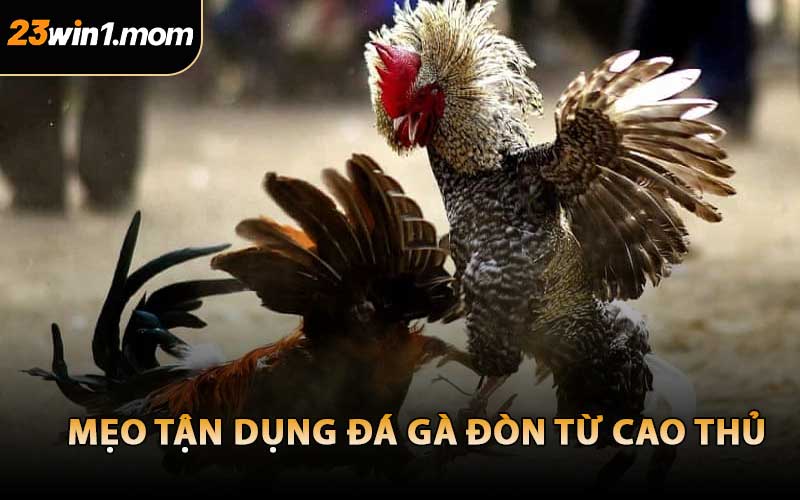 Mẹo Tận Dụng Đá Gà Đòn Từ Cao Thủ