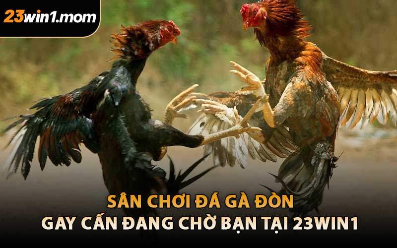 Sân Chơi Đá Gà Đòn Gay Cấn Đang Chờ Bạn Tại 23WIN1