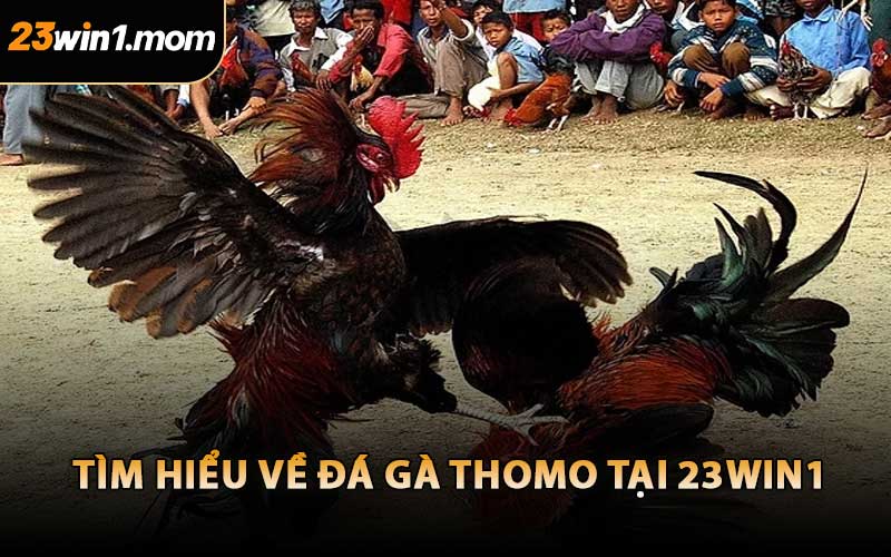Tìm Hiểu Về Đá Gà Thomo Tại 23WIN1