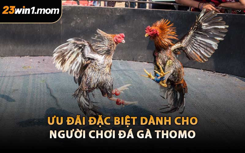 Ưu Đãi Đặc Biệt Dành Cho Người Chơi Đá Gà Thomo