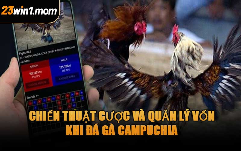 Chiến Thuật Cược Và Quản Lý Vốn Khi Đá Gà Campuchia