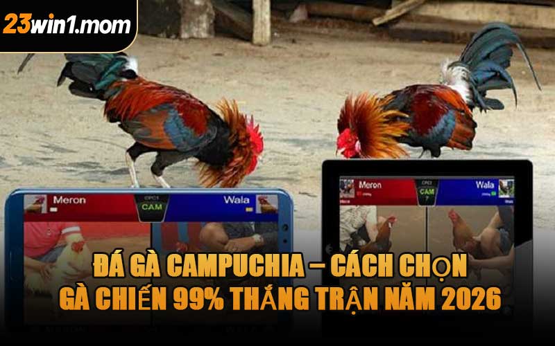 Đá Gà Campuchia – Cách Chọn Gà Chiến 99% Thắng Trận Năm 2026