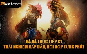 Đá Gà Trực Tiếp C1 – Trải Nghiệm Hấp Dẫn, Hồi Hộp Từng Phút