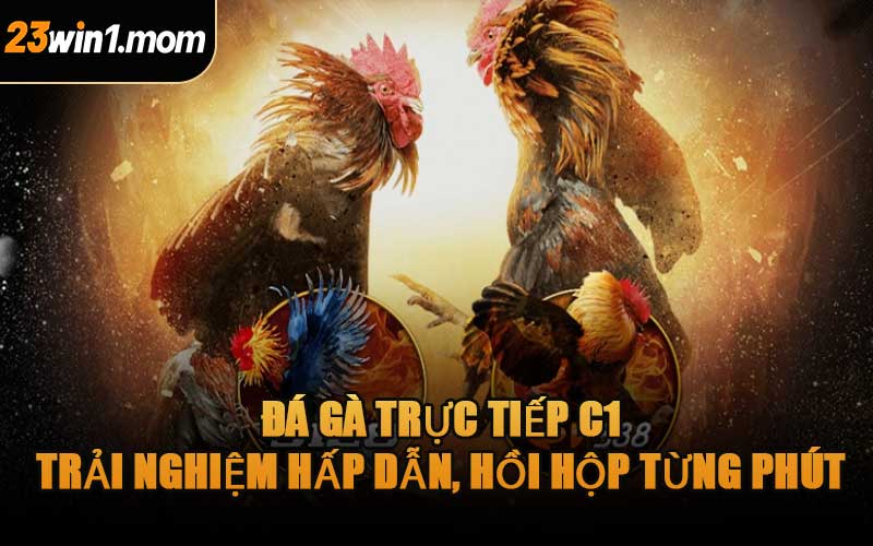 Đá Gà Trực Tiếp C1 – Trải Nghiệm Hấp Dẫn, Hồi Hộp Từng Phút
